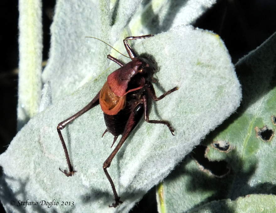 ortotteri al colle di Tenda (Alpi Marittime)
